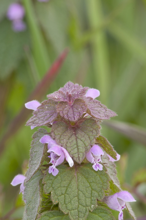 Lamium purpureum